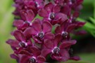 Rhynchostylis gigantea red